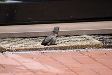 Amsel-10-Tag-7.jpg